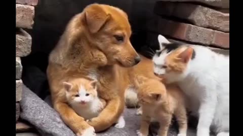 Cats and dogs are a family 🐶🐱