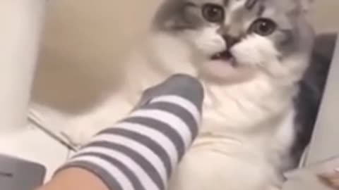 Funny moments of dogs and cats, watch this I'm sure this video make your day. Watch and enjoy❤️.