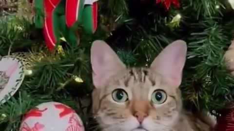 Cute cat funniest way on Christmas