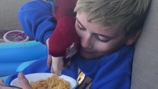 Macaw Snags a Snack