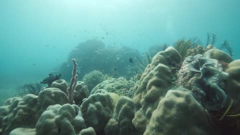 Ocean rich of Tropical fish, corals and other marine species