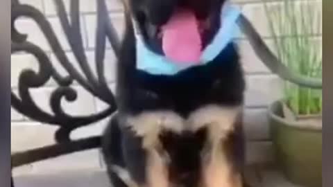 Dog wearing mask after hearing someone sneeze.