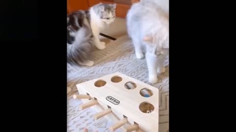 Three Cats Are Playing With A Brand New Whack A Mole Toy (Laugh Together)