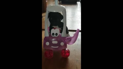 FUNNY PUG JACKO DRIVING IN HIS CAR