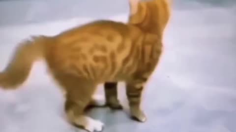 Cat funny Dance