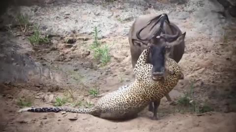 leopard kills wildebeest