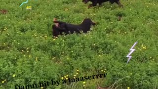 Funny rottweiler video