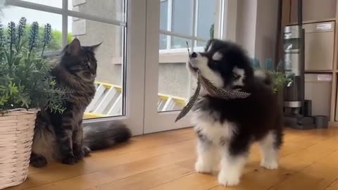 Cats React To Meeting Puppy For The First Time! What Must They Think!