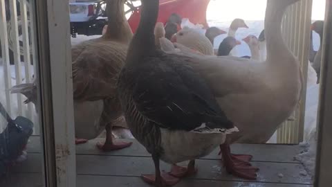 Geese are on the front porch again.