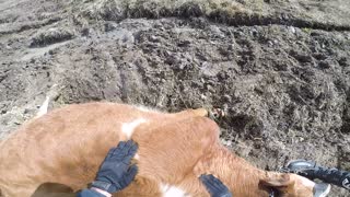 Dirt Bike Rider Helps a Cow Stuck Badly in Mud