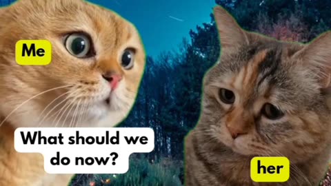 Talking Cat Meme | Sad Cat Couple Cat | Funny Cat Videos #meme #catmeme #cats #funny
