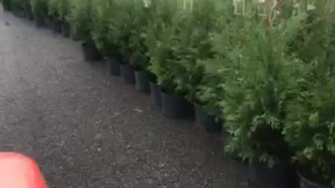 American pillar Arbs at Highland Hill Farm. Call us at 215 651 8329