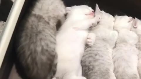 A funny cat who wants to sleep with the group
