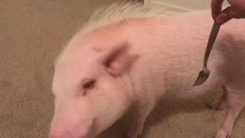Pickle the Mini Pig Still Loves to Get Forked!
