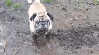 My pug having a blast!