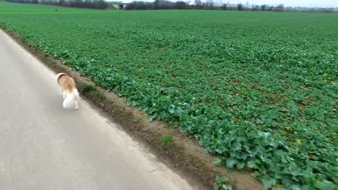 Dog walking along crop fields