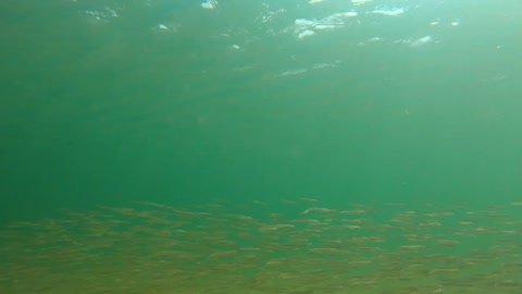 A Big Group Of Fish Swim Through The Water In The Tropical Ocean