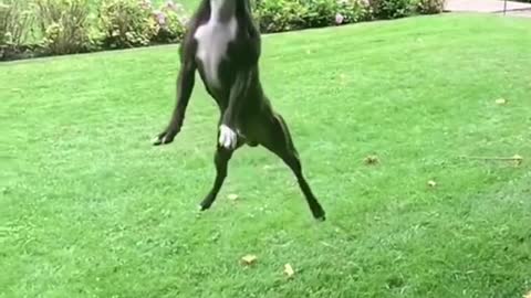 #jumping #dog #dogjumping #video #viral #