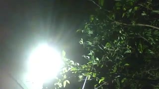 Spotlight reflector illuminates the count's fruit tree, while a little rain [Nature & Animals]