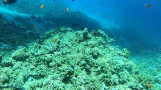 Coral reef and water plants in the Red Sea, Dahab, blue lagoon Sinai Egypt 16