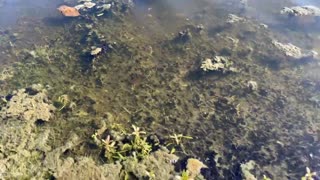 Thousands of tadpoles feeding on algae in Florida pond