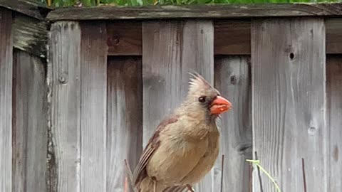 The Coolest Northern Cardinal Female in Hawai’i