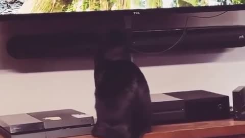 Cat watching vertual bird 🐦