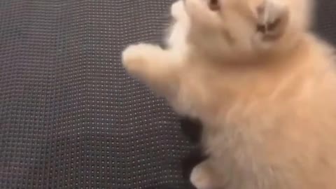 funny kittens | cat video compilation