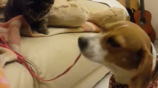 Cat and dog engage in tug-of-war match
