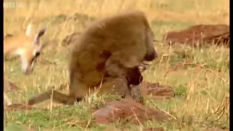 Triumph of the Herbivores | Prey Escapes Predator | Life of Mammals | BBC Earth