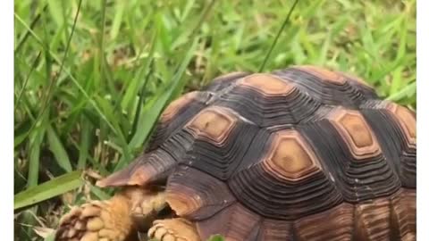 FUNNIEST TURTLES - Cute And Funny Turtle