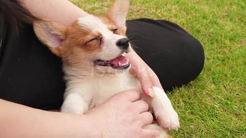 Corgi Puppy Enjoy Massage