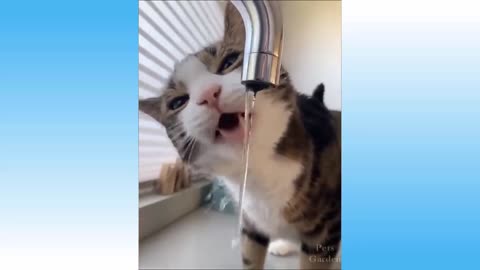 ✪ Laughing Cat Video