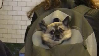 "Depressed" dog sits in owner's backpack