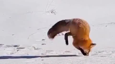 the beautiful fox is hunting