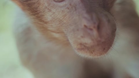 Video Footage Of A Monkey