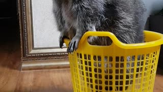 Raccoon in the basket haha