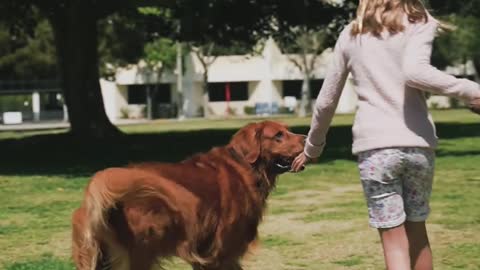 Crazy dog and beautiful girl playing in garden.