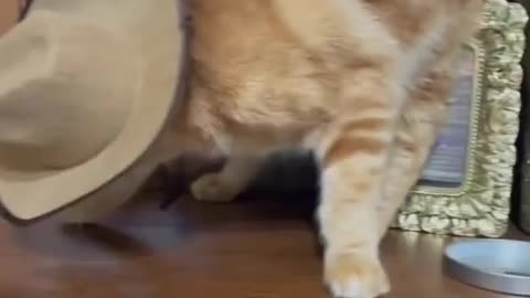 very funny cats video