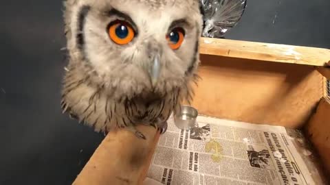 The cute owl looks awkward the first time it comes out of the nest