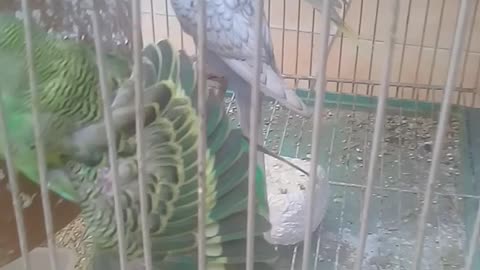 Parrots are feeling happy