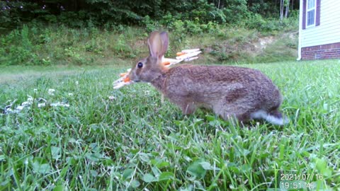 Peter Rabbit and his friends