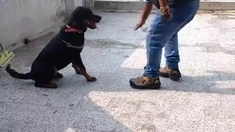 Dog training ajmer sunil kumar