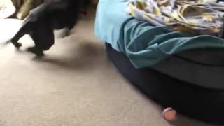 Insane zoomies send this doggy round and round the sofa
