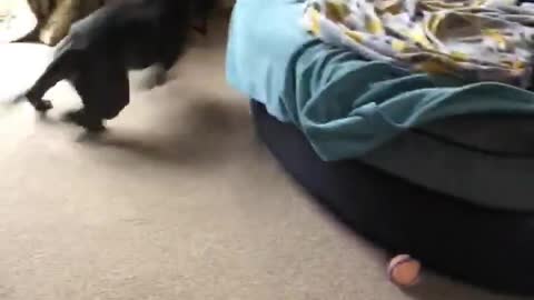 Insane zoomies send this doggy round and round the sofa