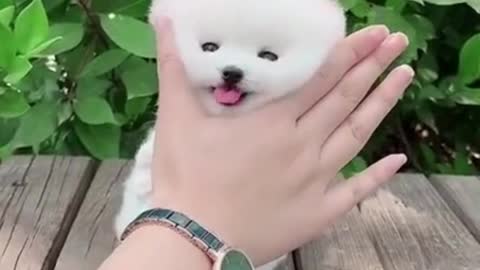 Little cute puppy