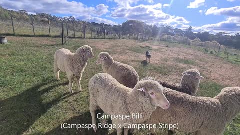 Campaspe Billi - Campaspe Stripe x Campaspe Ridge
