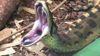 Yawning Snake