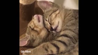 Two cats sleep in the arms of some of them in a manner of magnificence