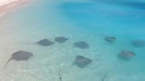 stingrays in the maldives